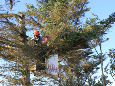 Professional Tree Surgery services in Essex