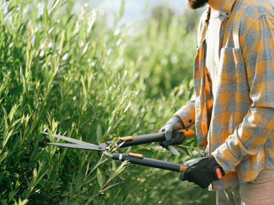 Tree Surgery services in Essex
