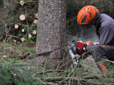 Essex Tree Surgery services